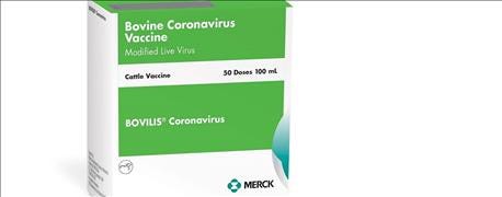 merck_animal_health_gets_license_bovilis_coronavirus_vaccine_1_636117153102747399.jpg