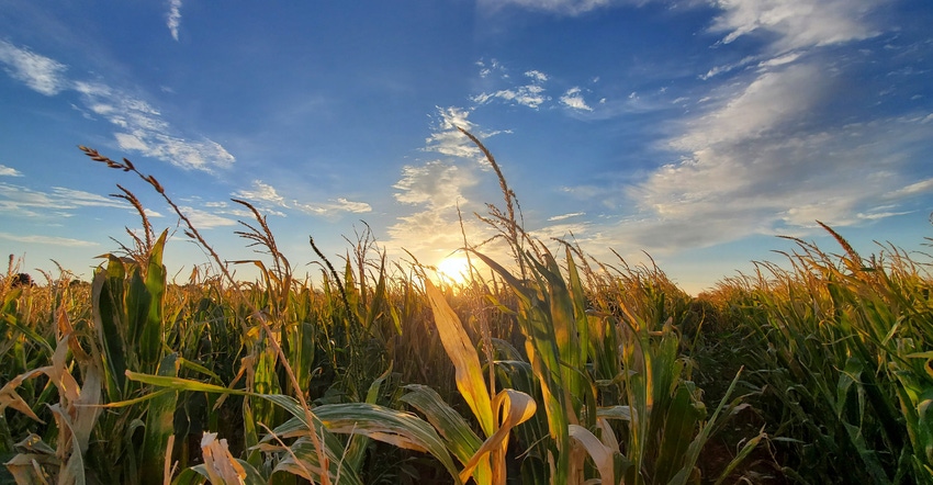 swfp-shelley-huguley-corn-20-sunset.jpg swfp-shelley-huguley-corn-20-sunset.jpg