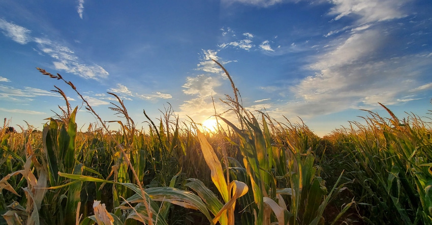 swfp-shelley-huguley-corn-20-sunset.jpg