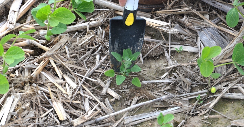 lambsquarters weed in soybean field