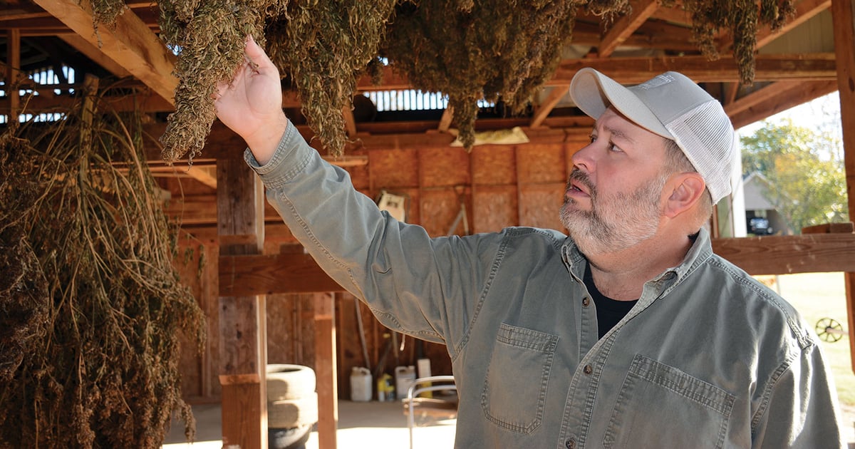 benefit of tobacco leaf Tobacco plant has potential to fight life-threatening infectious diseases
