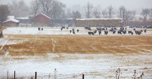 black cattle in snowy pasture