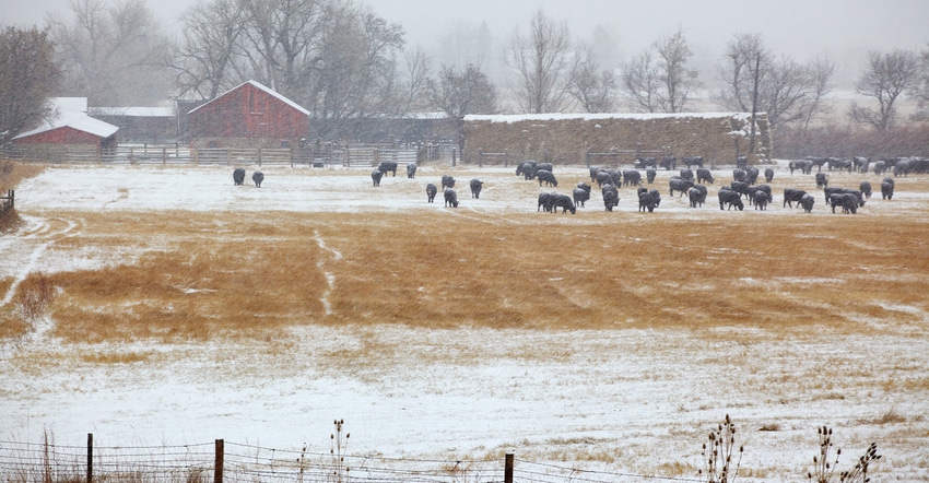 black cattle in snowy pasture
