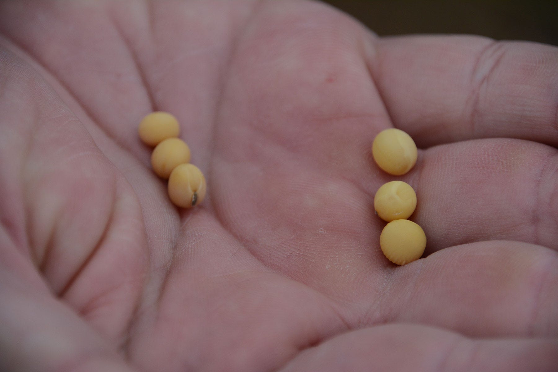  six soybean seeds in the palm of a hand