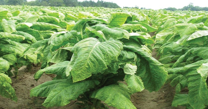 gul tobacco Golden Virginia Yellow 50g 🍂 ‣ Duty Free Price ‣ 10£👍