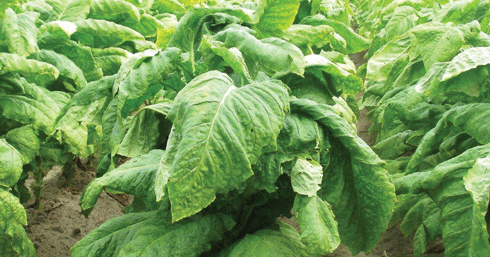 gul tobacco Golden Virginia Yellow 50g ๐ โฃ Duty Free Price โฃ 10ยฃ๐ gul tobacco Golden Virginia Yellow 50g ๐ โฃ Duty Free Price โฃ 10ยฃ๐