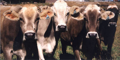 cows.png cows.png