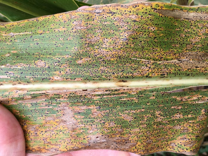 Chris Torres - Tar spots on a corn leaf