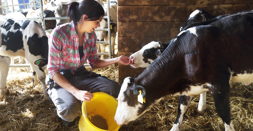 young woman farmer feeding cows