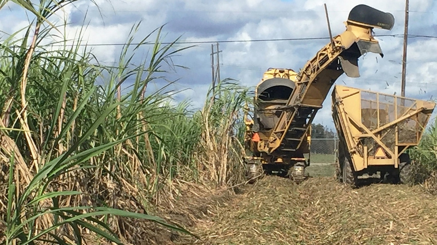 Sugarcane harvest