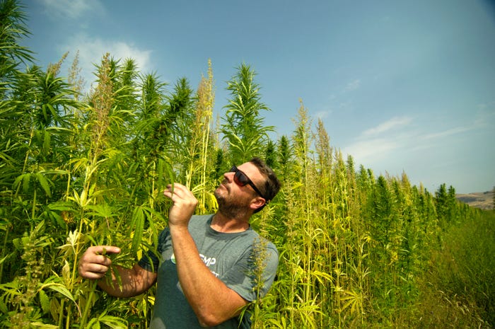 Gregg Gnecco, co founder, Hemp Northwest, inspects hemp crop