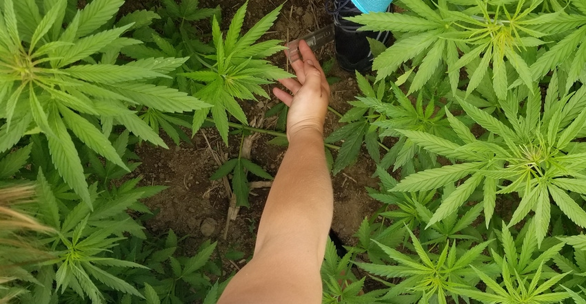 hand inspecting hemp plant