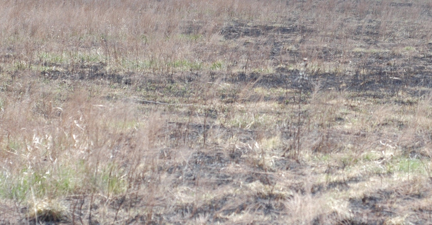 Brown skeletons of sericea lespedeza plants after a spring pasture burn are an indicator that the invaders will green up alon