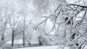 Branches covered with ice