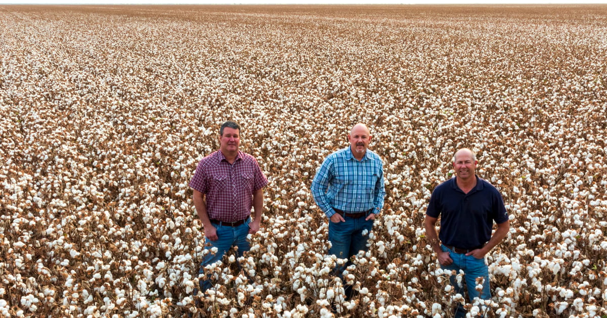 Will growers favor cotton over almonds?
