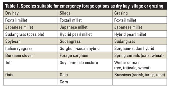 Table 1. Species suitable for emergency forage options as dry hay, silage or grazing