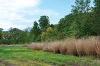 THE IDEAL QUAIL habitat includes a mix of several land-uses such as wooded areas, row crops, and grassy areas. (Photo by Doreen Muzzi) Click to enlarge