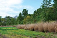 IdealQuailHabitat.jpg IdealQuailHabitat.jpg