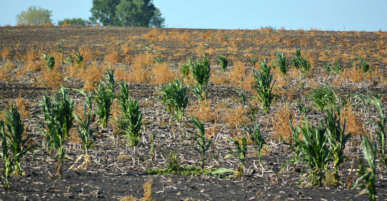 Minnesota ranks 3rd in corn prevent plant acres