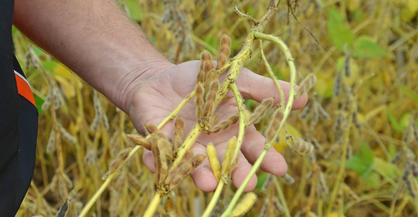 hand displaying soybean plant