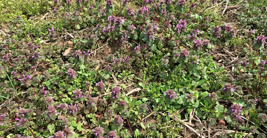 harvested crop field covered in winter annual weeds