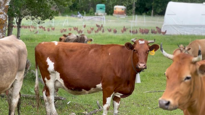 Barn2Door helps rebuild farmer-consumer connection