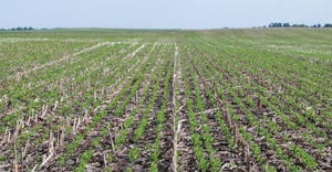 Young soybean plants emerging