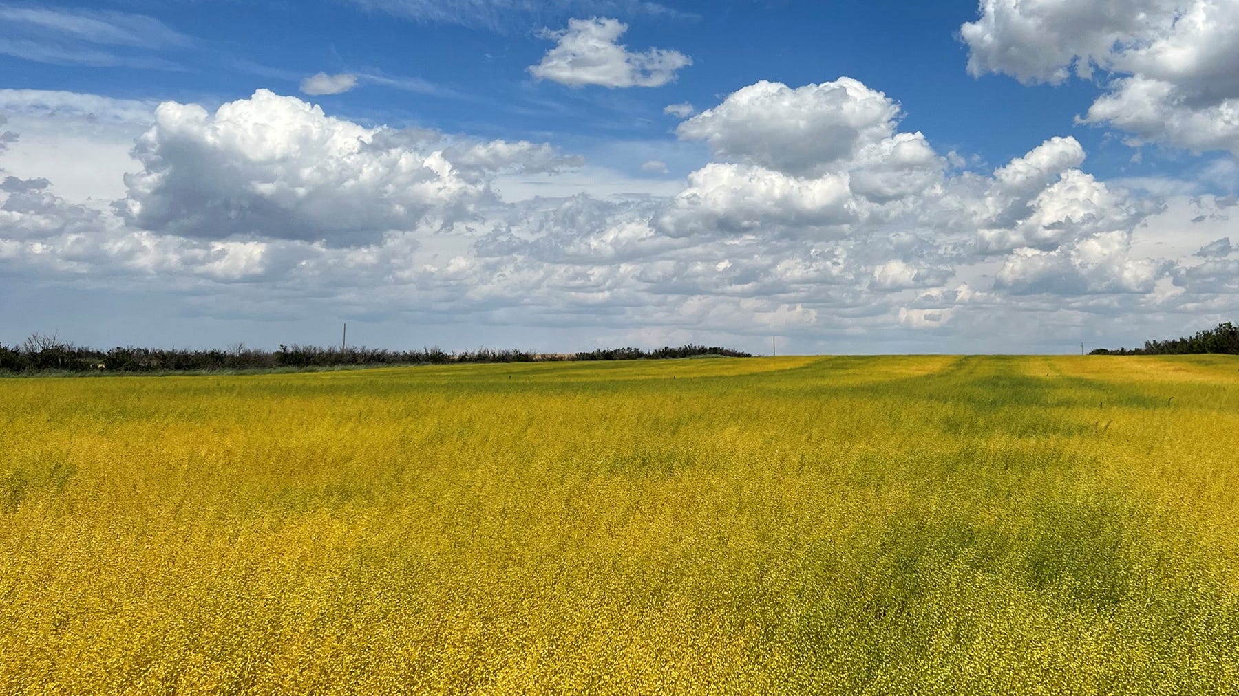 field of camelina