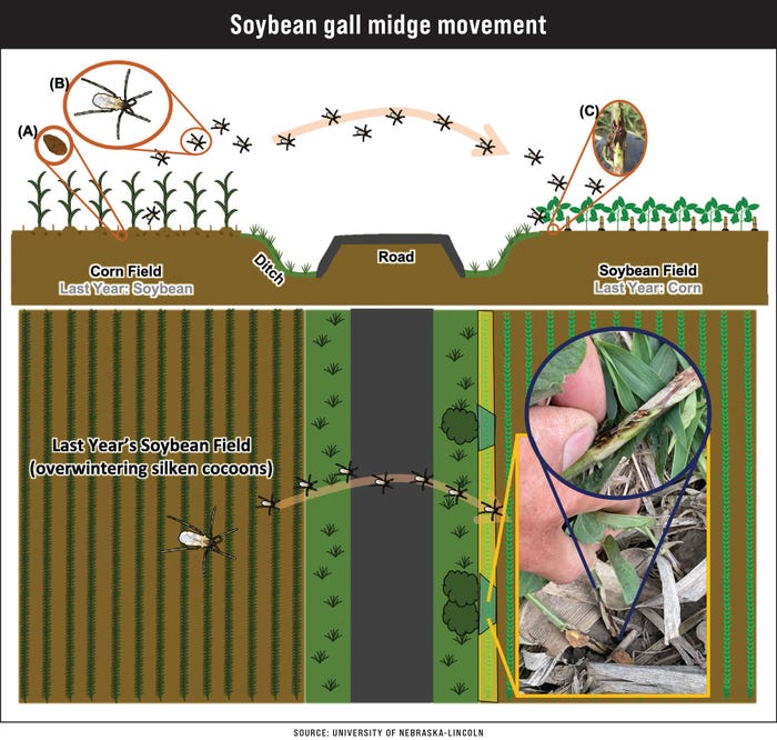 A graphic illustrating soybean gall midge movement