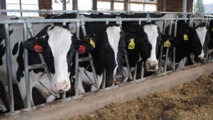  Dairy cattle at feeder