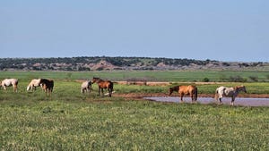 horses grazing pasture