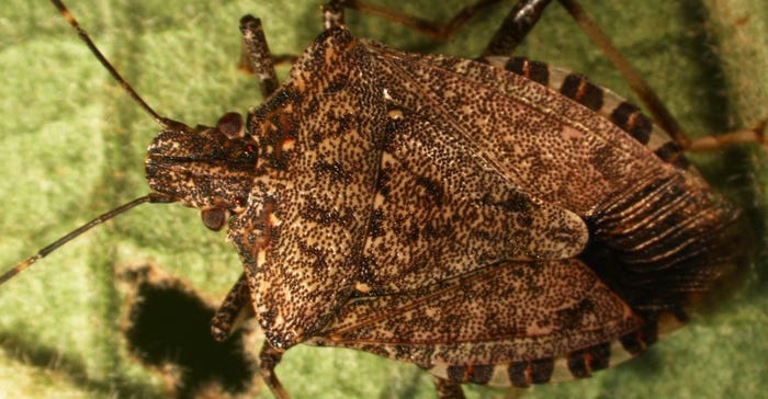 brown marmorated stink bug 
