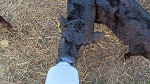 Black baby calf drinking bottle