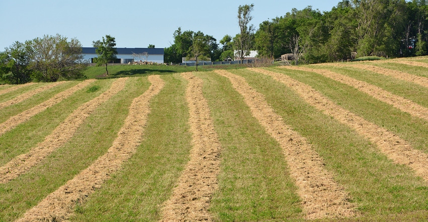 Windrowed alfalfa dries in the sun