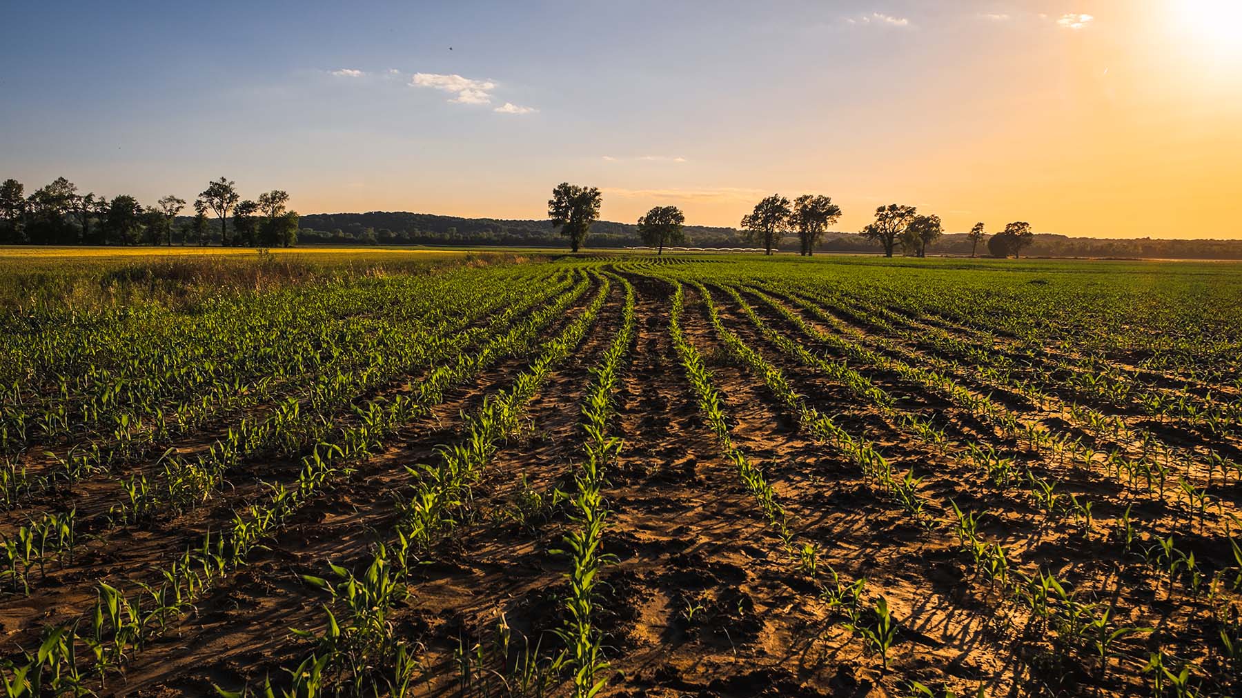 Midwest cornfield in spring at sunset
