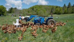 A woman in a pasture feeding chickens