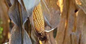ear of corn still on stalk