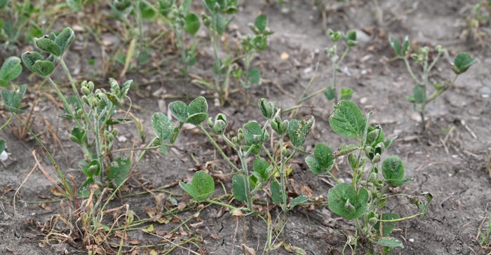Soybeans on the Glienke Farm near Washta, Iowa, show stress from drought conditions.