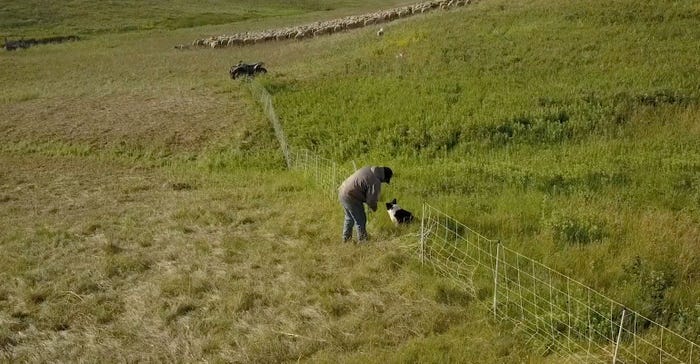 Fence repair at the Rock Hills Ranch in Walworth County, S.D. with sheep grazing in distance