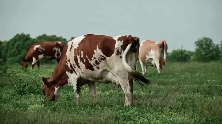 This Week in Agribusiness, June 27, 2026