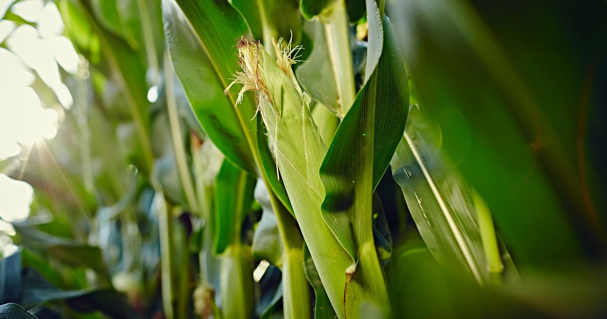 New Dekalb corn available for the Dakotas