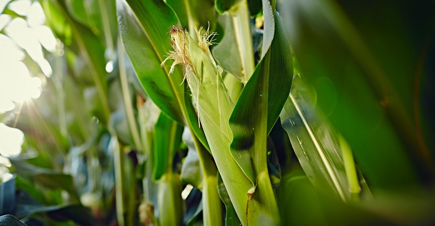 An ear of corn on a stalk