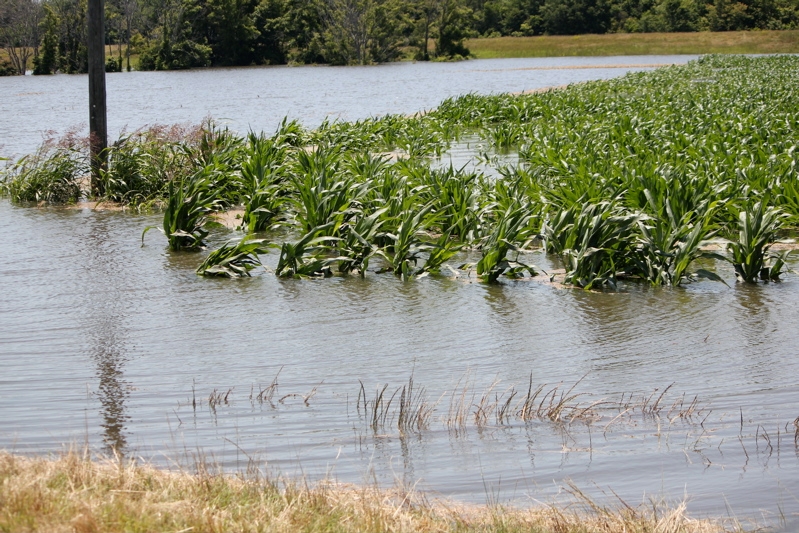 Will Flooding Exacerbate Resistant Weed Problems Farm Progress   IMG 3377 1 