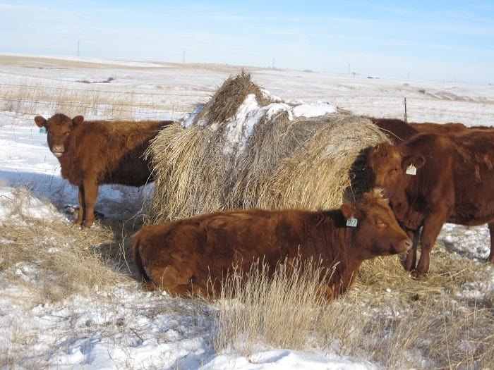 9-3-cows-with-calves-winter-with-bale_0.jpg