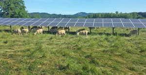 sheep graze under solar array