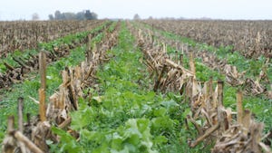 Cover crops growing in a harvested cornfield