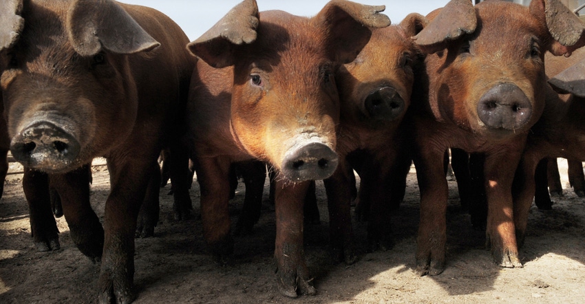 close-up of hogs