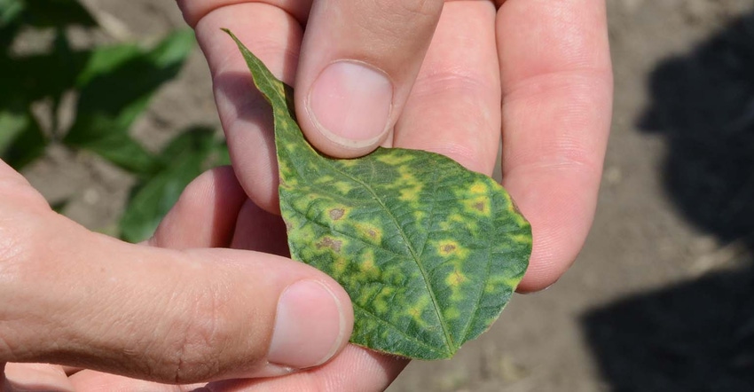 Soybean-disease-panel-07-19-21.jpg Soybean-disease-panel-07-19-21.jpg