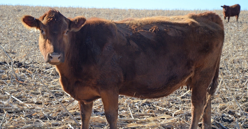 closeup of beef cattle grazing in field