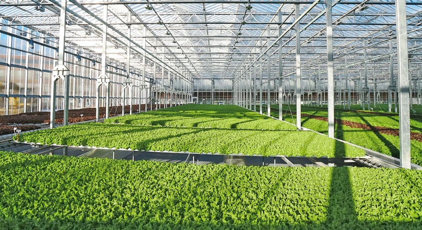 WFP-gotham-greens-greenhouse.jpg